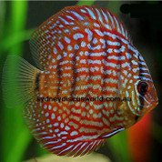 Red German Terquoise 8 cm