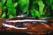 Striped Raphael Catfish 12cm