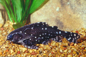 Spotted Raphael Catfish 7cm