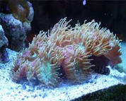 Elegance Coral L