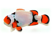 Platinum Percula Clownfish