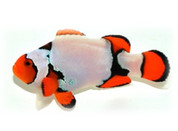 platinum percula clownfish sydney