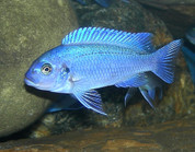 Cobalt blue cichlid 10 cm