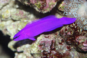 Purple Dottyback 5cm