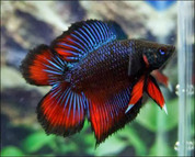 PLAKAT DOUBLE TAIL MALE FIGHTER 6Cm