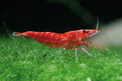 Red Cherry Shrimp1.5 cm