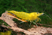 Yellow Shrimp1.5cm