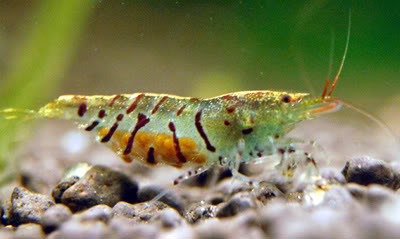 live edible shrimp for sale