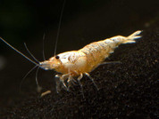 Golden bee shrimp 1.5cm