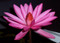 Red Tiger Lotus Flower for Ponds and Aquariums