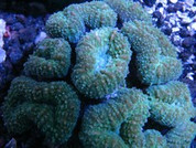 Mussa Flower Coral 8cm