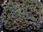  Large Polyped Stony Corals 10cm LP002