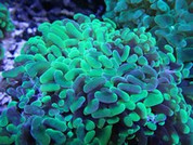  Large Polyped Stony Corals 10cm LP003