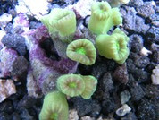 Caulastrea furcata Candycane fluro green 6 cm