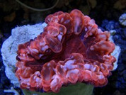 Cynarina lacrymalis Button - Red 5cm