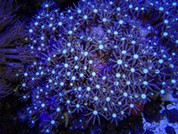 Briareum sp. Daisy Star Polyps 10CM 