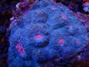 Echinophyllia sp. Chalice Coral BA0012