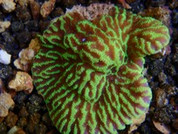 Green Ruffled Coral BA0015