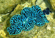 Maxima Clam Colored 15 CM CL001