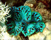 Maxima Clam Colored 15 CM CL003