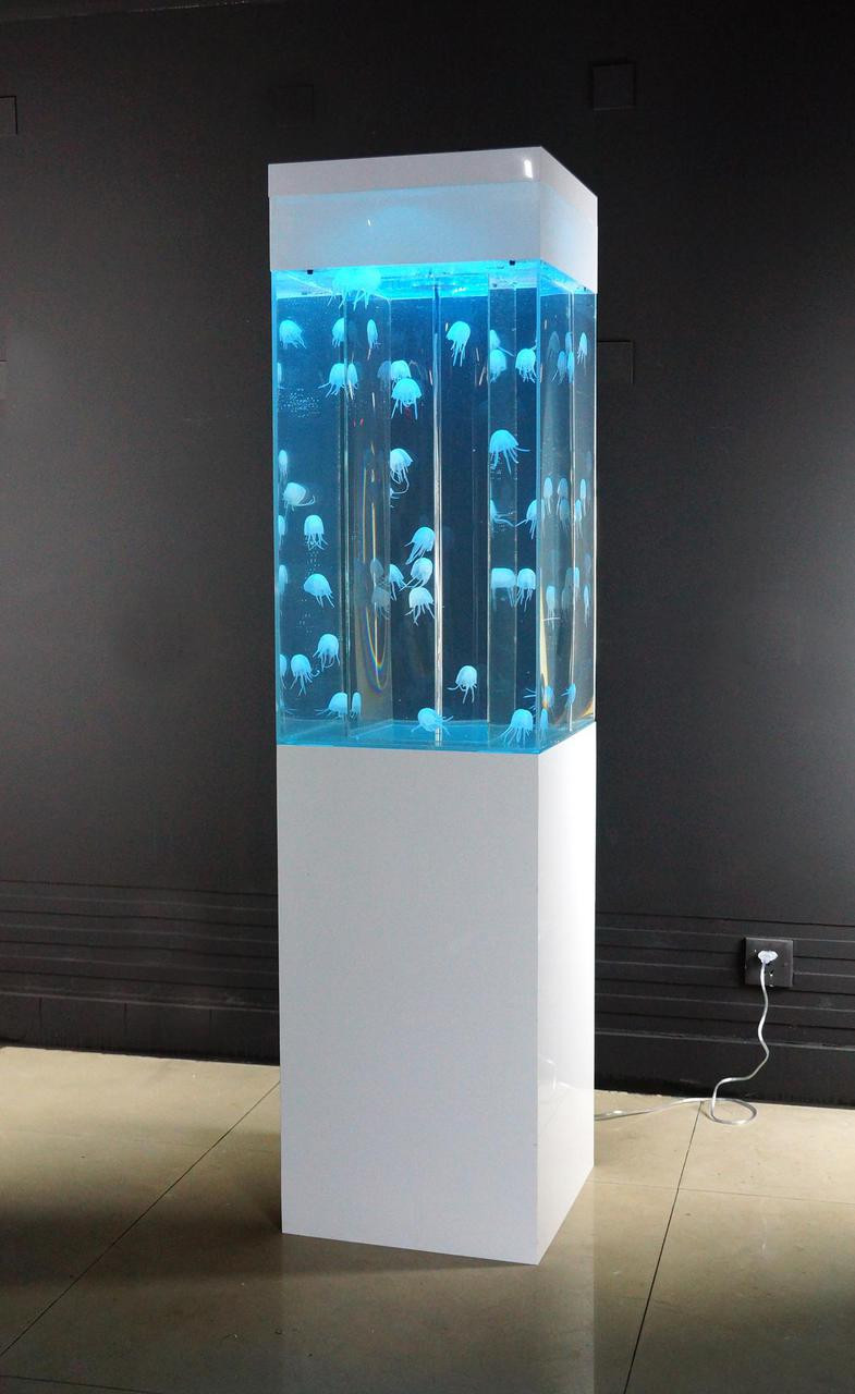 jelly fish tanks