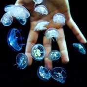 S SIZE MOON JELLYFISH (APPROX . 2 TO 4 DIA)