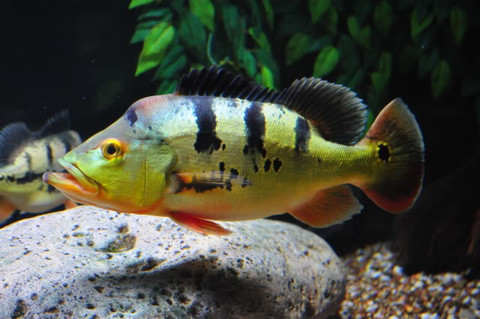 peacock bass fish