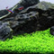 If you are looking for an easy care, carpeting plant for your aquarium, look no further than Monte Carlo.
