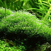 Riccia is a floating bladderwort, which seems to be found almost all over the world.