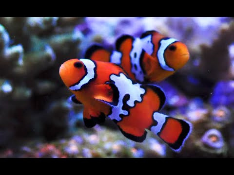 Snowflake Clown Pair 5cm Sydney Discus World Aquariums