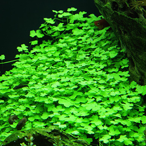 Hydrocotyle Tripartita Japan Cup Sydney Discus World Aquarium Products