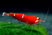 Super Crystal Red Shrimp 1 cm