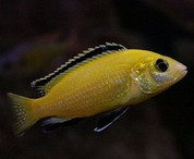 Electric Yellow (Labidochromis caeruleus) 5 cm