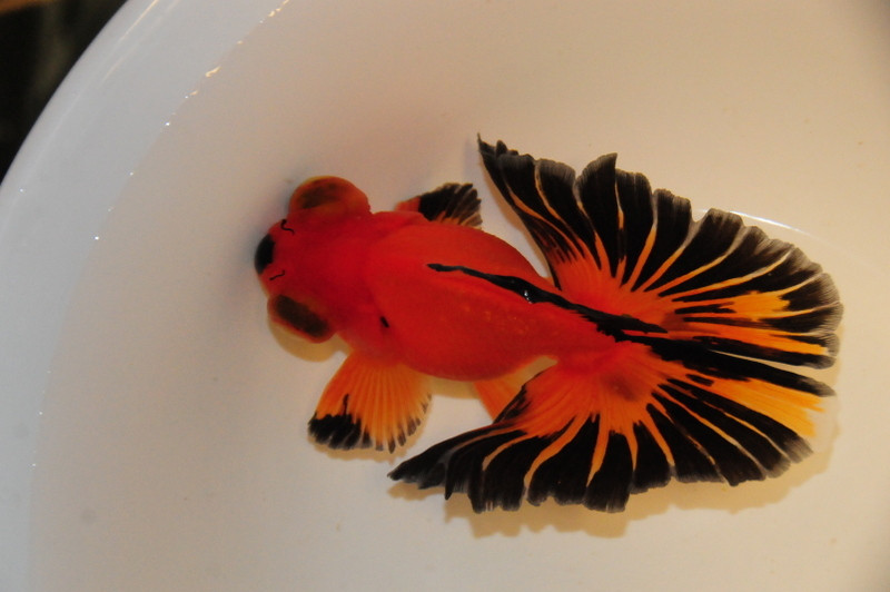 butterfly goldfish for sale