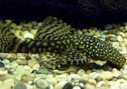 Common Bristlenose 7cm