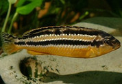 Melanochromis Auratus 6cm