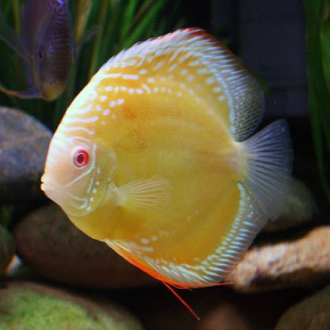 Albino Yellow Marlboro 9 cm - Sydney Discus World Aquariums Online