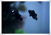 marine fish clownfish 5cm