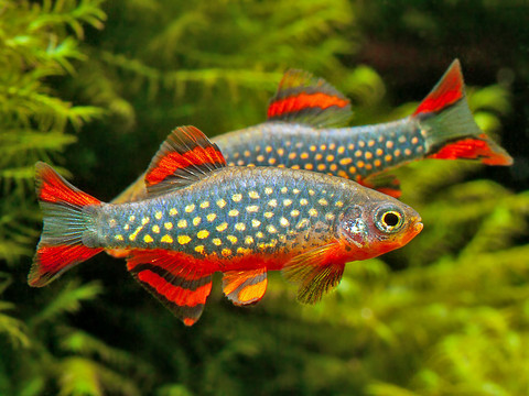 [ARTICLE] Quels poissons mettre dans un Nano-Aquarium  ? Danio-margaritatus-2__51629.1504080172.480.480