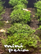 Moss -Mini Pellia on Lava Rock