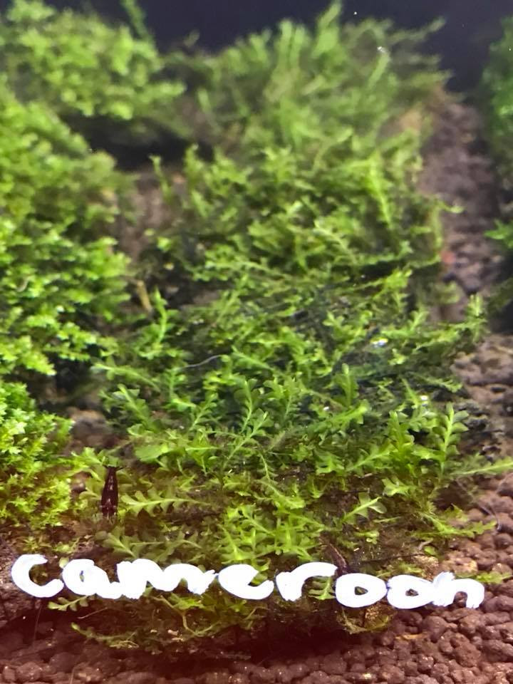 Cameroon Moss on lava Rock (Rare) - SYDNEY DISCUS WORLD AQUARIUMS PTY LTD Moss On Rocks In Aquarium