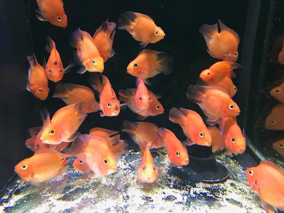 red parrot cichlid for sale