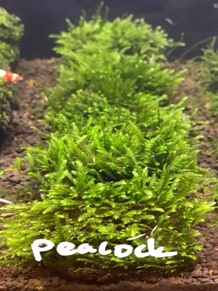 Peacock Moss On lava Rock - SYDNEY DISCUS WORLD AQUARIUMS P/L Moss On Rocks In Aquarium