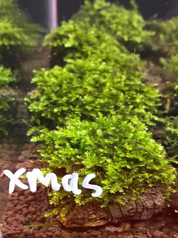 True Christmas Moss on Lava Rock - SYDNEY DISCUS WORLD AQUARIUMS PTY LTD Moss On Rocks In Aquarium