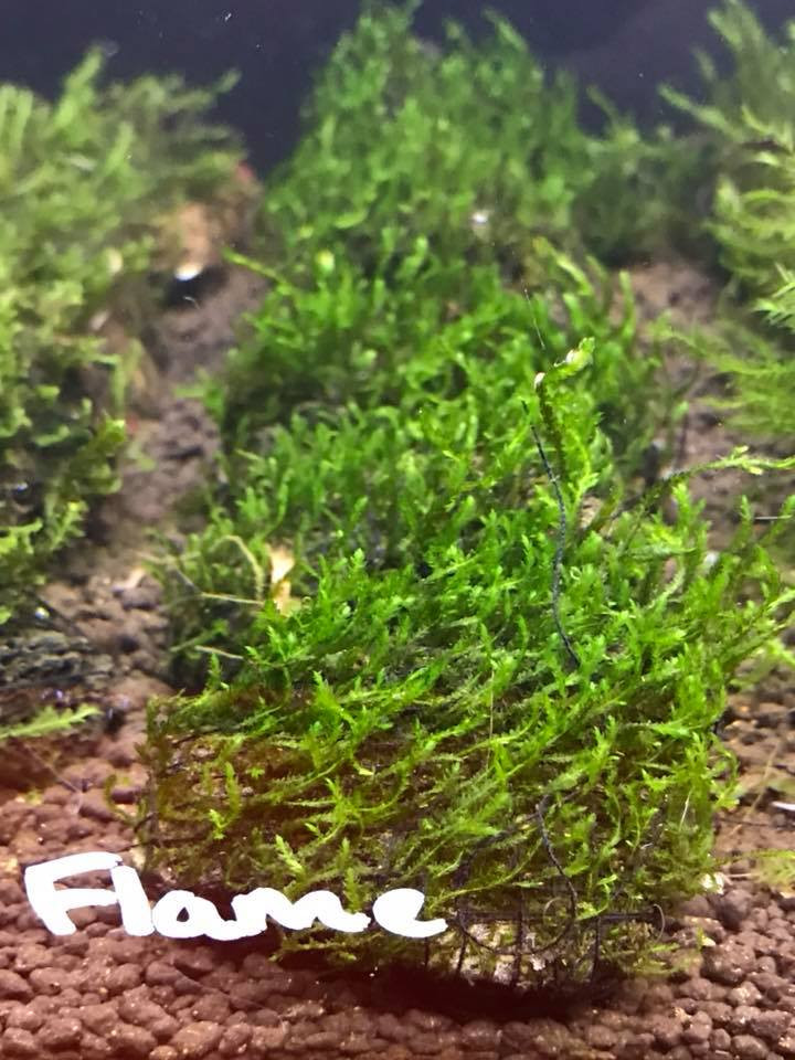 Flame Moss on Lava Rock (Rare) - SYDNEY DISCUS WORLD AQUARIUMS PTY LTD Moss On Rocks In Aquarium