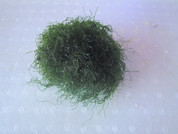 Algae - Chaetomorpha sp  100Ml