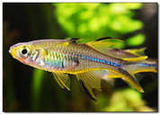 Celebes Rainbowfish 6cm