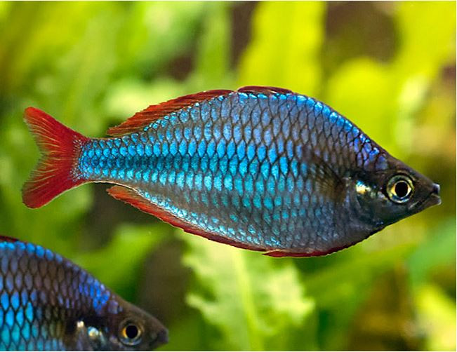 rainbow neon tetra