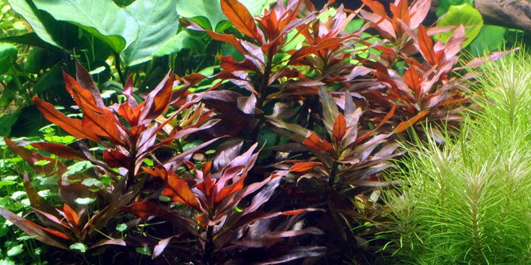 ludwigia peruensis red