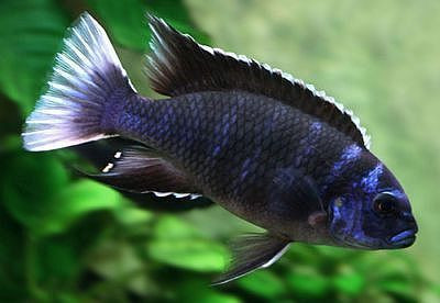 White Tail Acei (Pseudotropheus acei “ngara”) 6cm - SYDNEY DISCUS WORLD